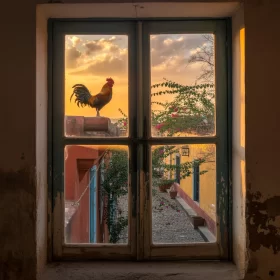 Un gallo está parado en una pared al amanecer, visto a través de una ventana vieja; afuera se pueden ver edificios coloridos, plantas en macetas y un camino empedrado, bajo un cielo cálido y dorado.